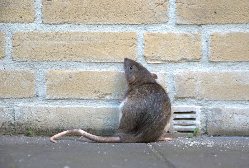 Rat Fumigation Service in Gwinnett County, GA