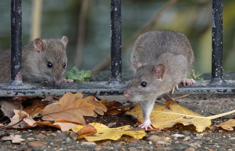 Rat Fumigation Service in Franklin, TN