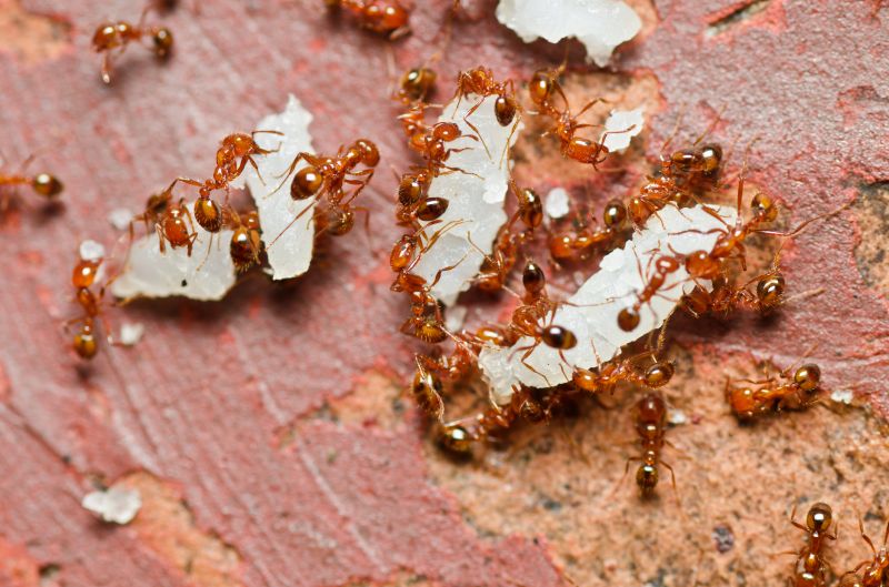 Red Ant Extermination in Arlington, TX