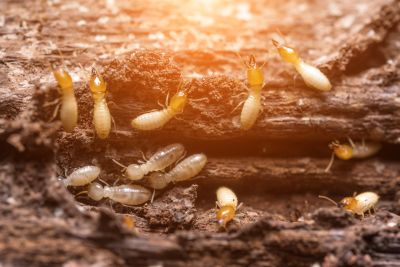 Commercial Termite Treatment in Katy, TX