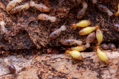 Common Signs Of Termite Activity In Commercial Properties