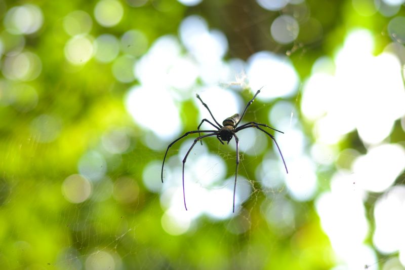 Cross Spider Extermination in Mckinney, TX