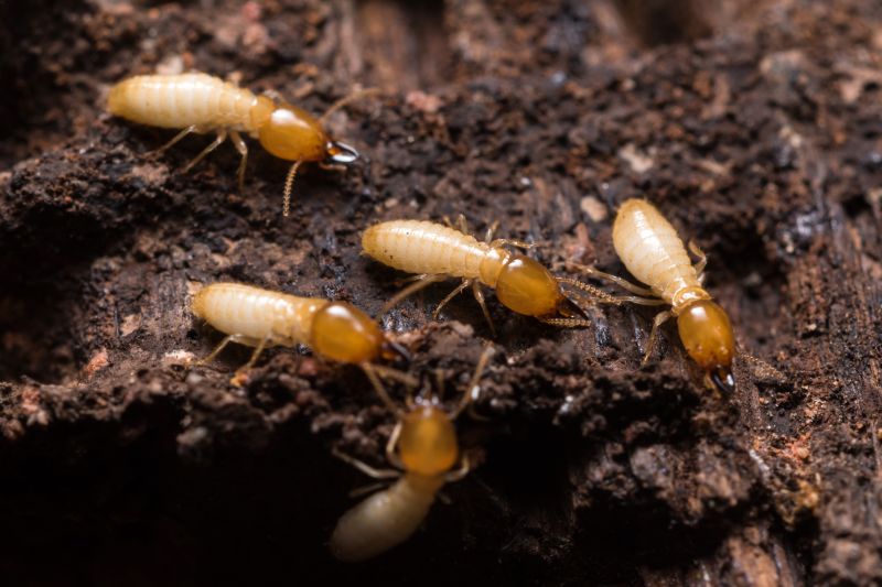 Early Warning Signs Of A Termite Infestation