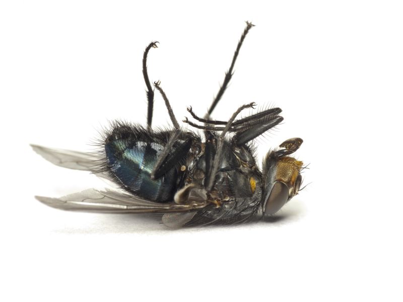 Fly Control Service in Fort Worth, TX