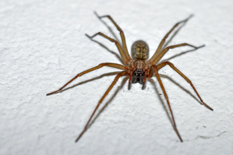 Hobo Spider Extermination in Frisco, TX