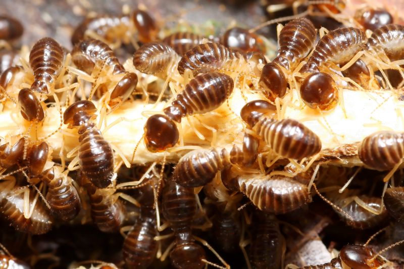 How Termites Enter Homes And Commercial Structures