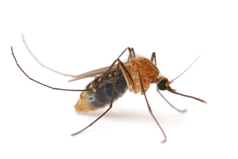 Mosquito Control Service in Rockwall, TX
