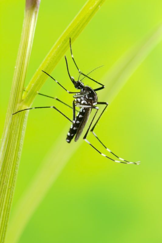 Mosquitoes Pest Control in New Braunfels, TX