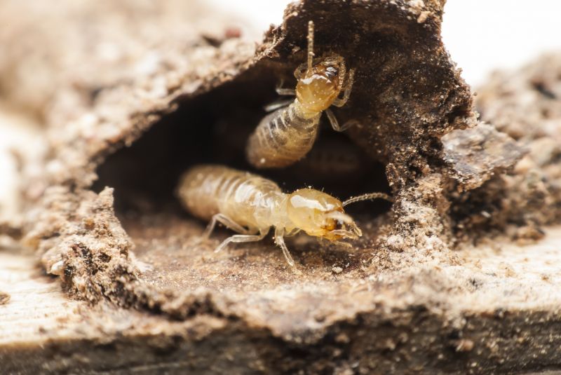 Preventing Termite Infestations In Offices, Warehouses, And Retail Spaces