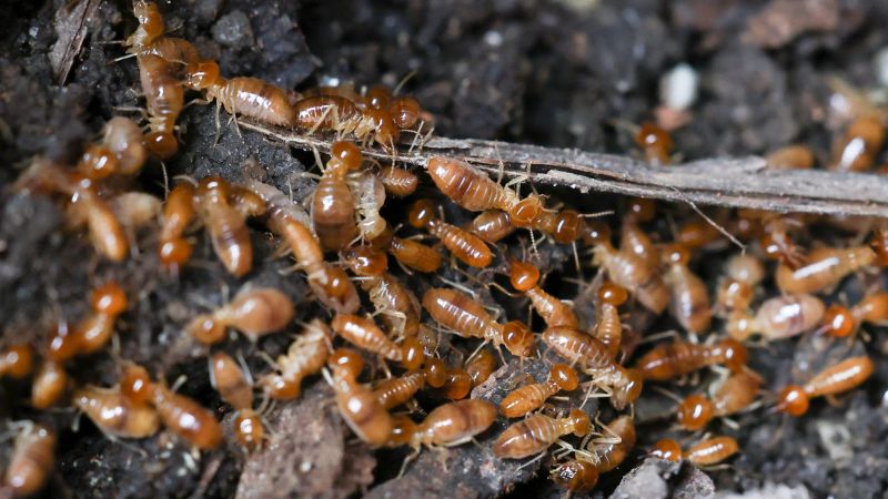 Products For Termite Inspections in use