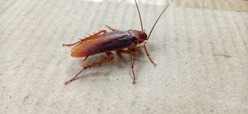Roach Fumigation in San Antonio, TX