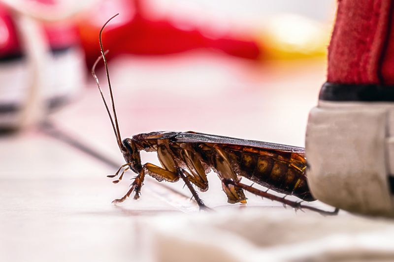 Roach Fumigation in Cumming, GA