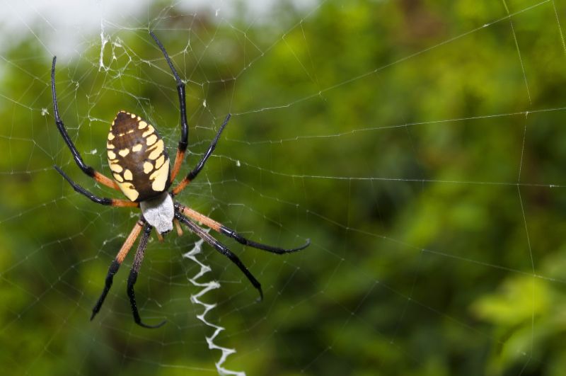 Spider Fumigation Service in San Jose, CA