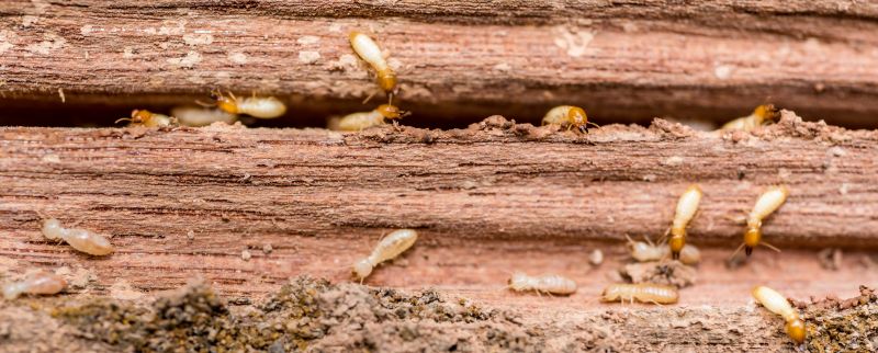 Termite Inspection