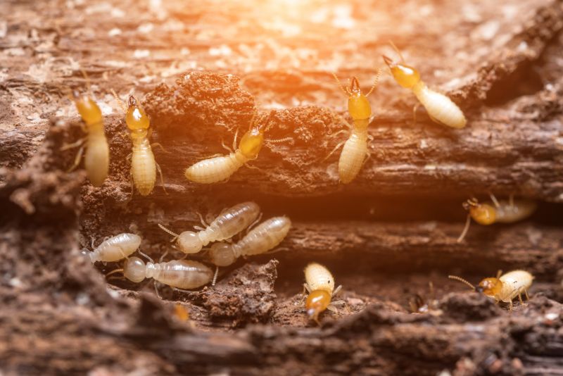 Signs of Termite Infestation