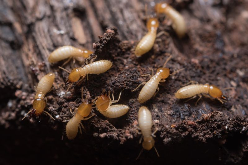 Termite Inspection