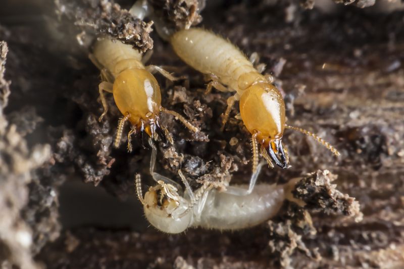 Termite Inspection