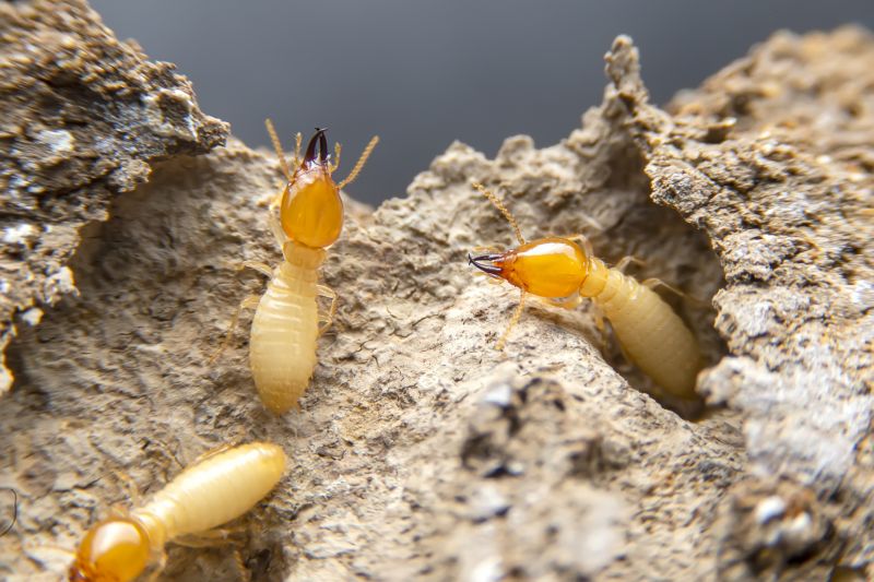 Termite Inspection