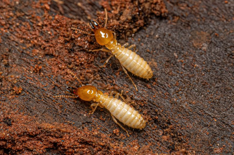 Termite Inspection