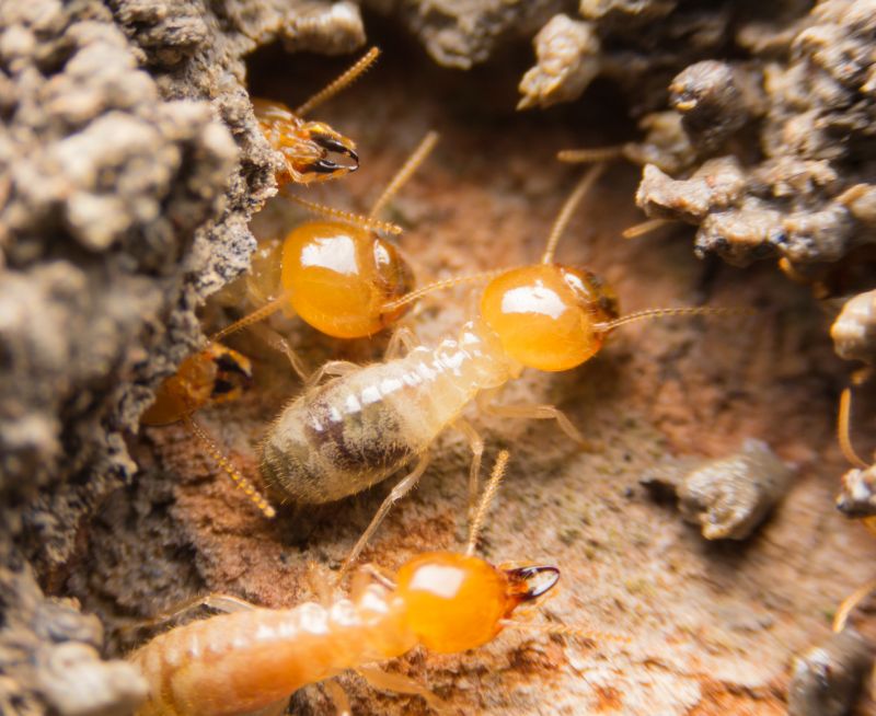 Termite Inspection