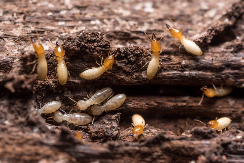 Termite Inspection