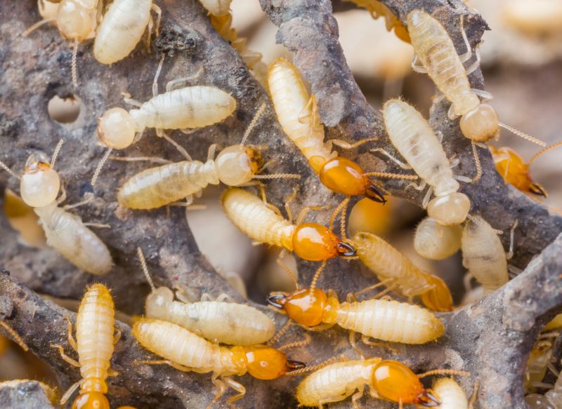 Termite Inspection