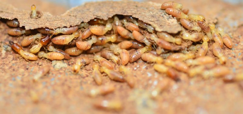 Termite Inspection Equipment