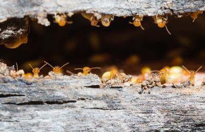 Termite Prevention in Frisco, TX