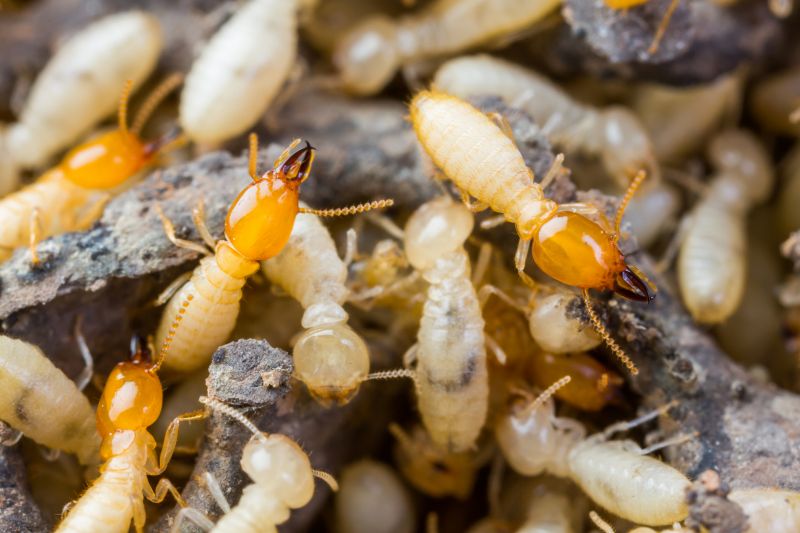 Termite Tenting in Fayetteville, NC