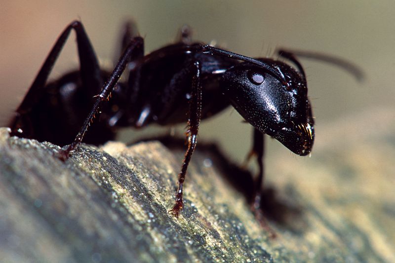 Velvet Ant Extermination in Rockwall, TX