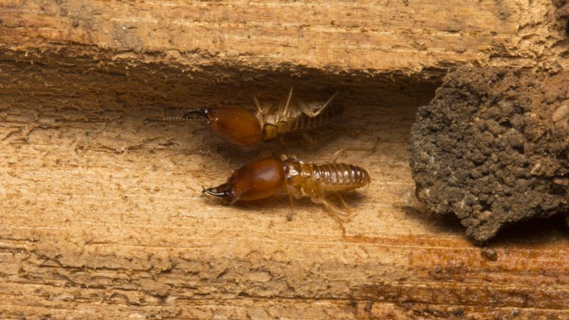 Why Commercial Termite Control Requires Specialized Treatment Plans