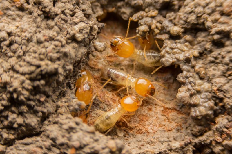 Termite Inspection